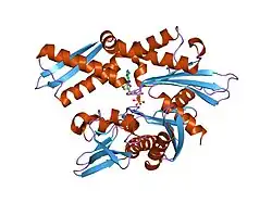 1nge: STRUCTURAL BASIS OF THE 70-KILODALTON HEAT SHOCK COGNATE PROTEIN ATP HYDROLYTIC ACTIVITY, II. STRUCTURE OF THE ACTIVE SITE WITH ADP OR ATP BOUND TO WILD TYPE AND MUTANT ATPASE FRAGMENT
