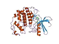1pxl: HUMAN CYCLIN DEPENDENT KINASE 2 COMPLEXED WITH THE INHIBITOR [4-(2,4-Dimethyl-thiazol-5-yl)-pyrimidin-2-yl]-(4-trifluoromethyl-phenyl)-amine