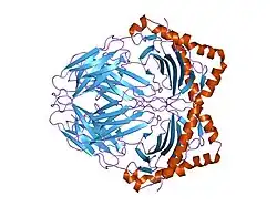 1t5w: HLA-DR1 in complex with a synthetic peptide (AAYSDQATPLLLSPR)