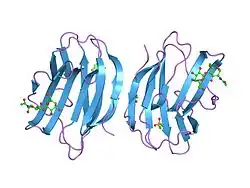 1w6p: X-RAY CRYSTAL STRUCTURE OF C2S HUMAN GALECTIN-1 COMPLEXED WITH N-ACETYL-LACTOSAMINE
