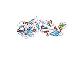 1wtg: Human Factor Viia-Tissue Factor Complexed with ethylsulfonamide-D-biphenylalanine-Gln-p-aminobenzamidine
