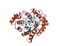 1xf0: Crystal structure of human 17beta-hydroxysteroid dehydrogenase type 5 (AKR1C3) complexed with delta4-androstene-3,17-dione and NADP