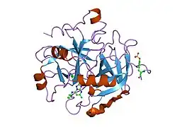 1zgv: Thrombin in complex with an oxazolopyridine inhibitor 2