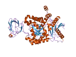 1zjh: Structure of human muscle pyruvate kinase (PKM2)