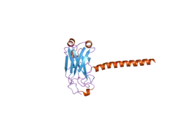 1zms: LMP1 Protein binds to TRAF3 as a structural CD40