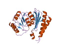 2czk: Crystal structure of human myo-inositol monophosphatase 2 (IMPA2) (trigonal form)