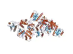 2d11: Crystal structure of the Radixin FERM domain complexed with the NHERF-2 C-terminal tail peptide