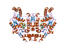 2g6j: Structure of rat nNOS (L337N) heme domain (4-aminobiopterin bound) complexed with NO