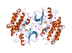 2gs7: Crystal Structure of the inactive EGFR kinase domain in complex with AMP-PNP