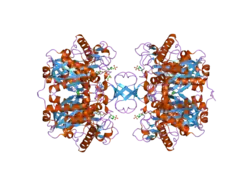 2ib7: Crystallographic and kinetic studies of human mitochondrial acetoacetyl-CoA thiolase (T2): the importance of potassium and chloride for its structure and function