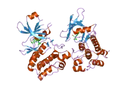 2iwi: CRYSTAL STRUCTURE OF THE HUMAN PIM2 IN COMPLEX WITH A RUTHENIUM ORGANOMETALLIC LIGAND RU1