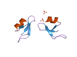 2nld: Human beta-defensin-1 (Mutant Gln11Ala)