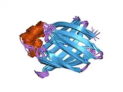 3ifb: NMR STUDY OF HUMAN INTESTINAL FATTY ACID BINDING PROTEIN