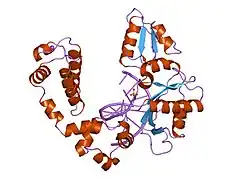 8icz: DNA POLYMERASE BETA (POL B) (E.C.2.7.7.7) COMPLEXED WITH SEVEN BASE PAIRS OF DNA; SOAKED IN THE PRESENCE OF OF DATP (1 MILLIMOLAR), MNCL2 (5 MILLIMOLAR), AND LITHIUM SULFATE (75 MILLIMOLAR)