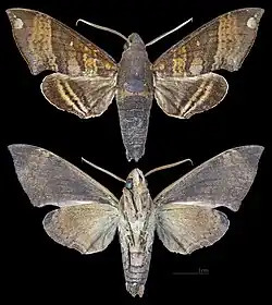 Pachygonidia caliginosa