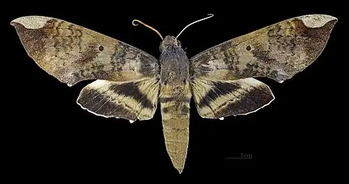 Pachylia ficus male Dorsal side MHNT
