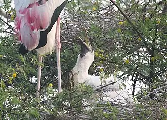 A young chick begs parent for food at nest