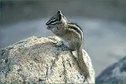 Brown chipmunk