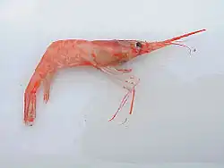 Shrimp Pandalus borealis