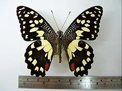 Common lime butterfly, P. demoleus