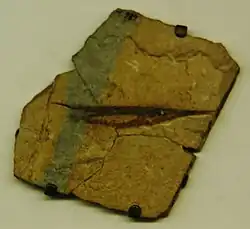 Paramphisile weileri