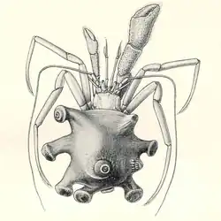 Parapagurus pilosimanus