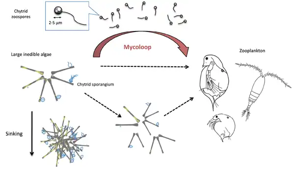 Image 40 Diagram of a mycoloop (fungus loop) Parasitic chytrids can transfer material from large inedible phytoplankton to zooplankton. Chytrids zoospores are excellent food for zooplankton in terms of size (2–5 μm in diameter), shape, nutritional quality (rich in polyunsaturated fatty acids and cholesterols). Large colonies of host phytoplankton may also be fragmented by chytrid infections and become edible to zooplankton. (from Marine fungi)