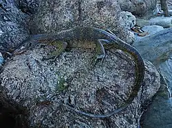 Adult paratype on Rossel Island