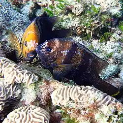 Pair over an egg nest