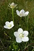 Marsh grass-of-Parnassus, La Bresse.