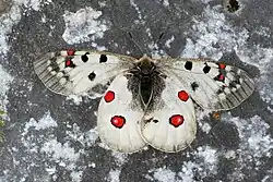 Image 10The alpine Apollo butterfly has adapted to alpine conditions. (from Alps)