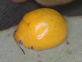 Paropsisterna remota