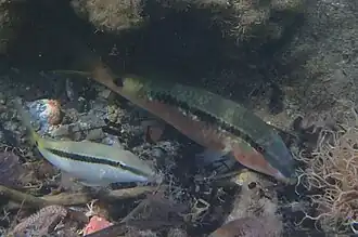 Showing both typical and reddish colour patterns