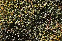 Upclose colour photograph of Patosia clandestina