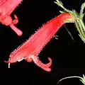 Flowers of Penstemon rostriflorus