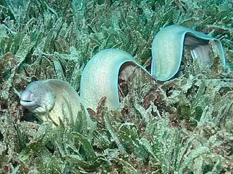 Peppered moray in seagrass