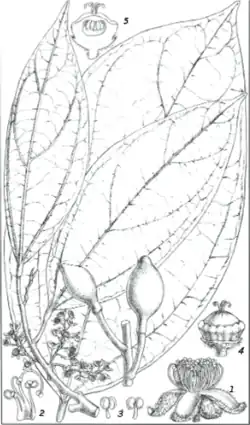 Botanical illustration of Peridiscus lucidus