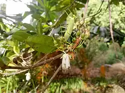 Flower and developing fruit