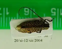 Peritrox nigromaculatus