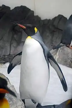 Full-shot of Pesto with black and white feathers.