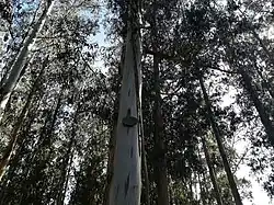 Petrarch by Ian Hamilton Finlay