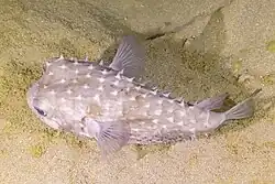 C. spilostylus from Ras Muhammad (Egypt)