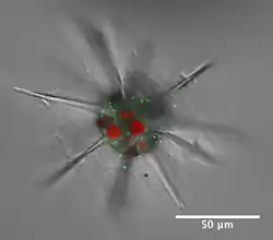 Acantharian radiolarian hosts Phaeocystis symbionts.