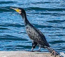 Great cormorant, Vaxholm, Stockholm