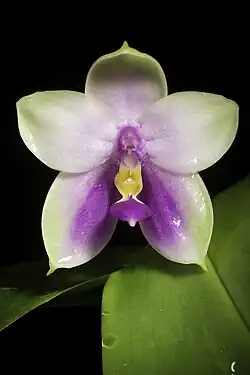 Symmetrically-shaped white and pink orchid