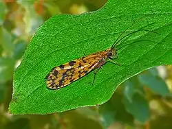 Adult of Philopotamus montanus montanus
