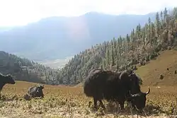 Yaks at the Lawala Pass