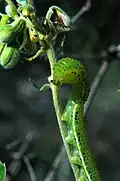 Caterpillar