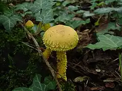 Fruit body of Pholiota flammans arising from a stump covered in green moss and ivy.