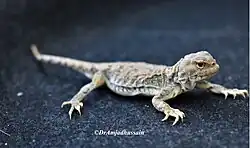 Ladakh toad head agama (Phrynocephalus theobaldi) at Kargil campus of the University of Ladakh